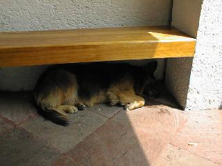 Tired dog