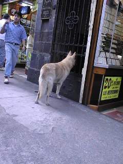 Dog waiting