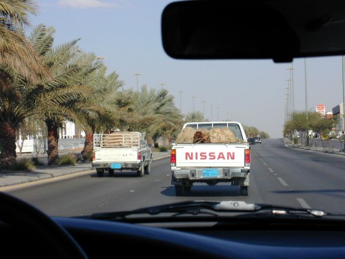 Sheep Racing